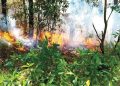 Fuego forestal