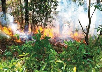 Fuego forestal