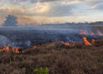 Fuego Forestales Bayaguana