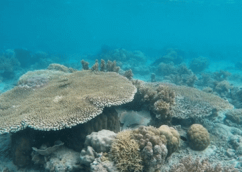 corales en el caribe