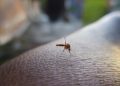 dengue