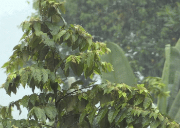 Lluvia Onamte gif