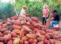 cacao