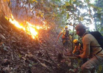 fuego forestar en jimenoa