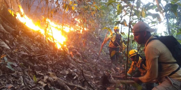 fuego forestar en jimenoa