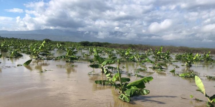 plantanos inundados