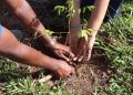 Siembra de arboles