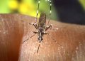 dengue