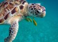 tortugas marinas