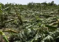 platanos