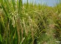 Arroz