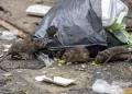 ratas ny