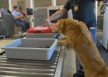 Perro de la DNCD Unidad Canina