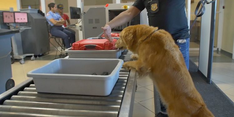 Perro de la DNCD Unidad Canina