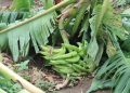 Platano
