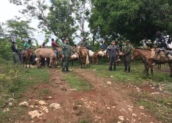 intervencion en los haitises llevo el arresto de 439 desaprensivos que depredaban en el parque nacional 3 1024x768