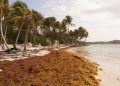 sargasso
