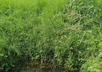 Hospital Monte Plata