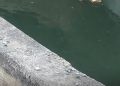 Canal Azua