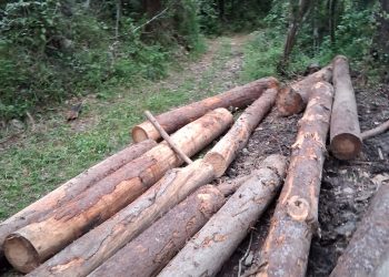 pinos Santiago Rodríguez