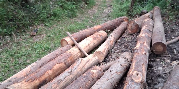 pinos Santiago Rodríguez