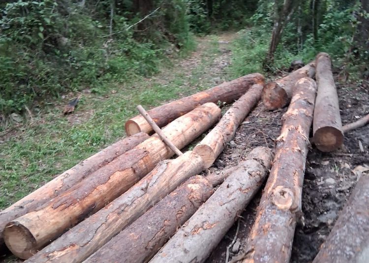 pinos Santiago Rodríguez