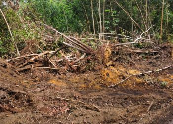 Desmonte de Arboles en loma Managúa