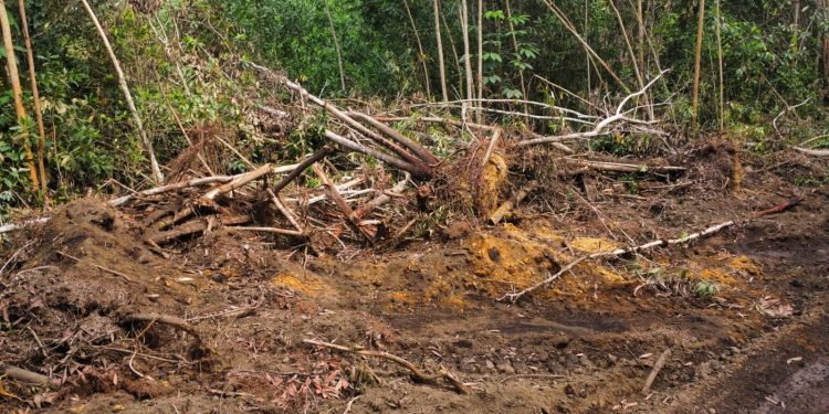 Desmonte de Arboles en loma Managúa