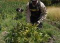Marihuana