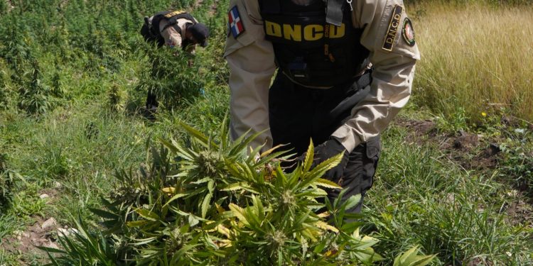 Marihuana