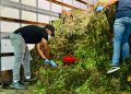 Marihuana Ocoa