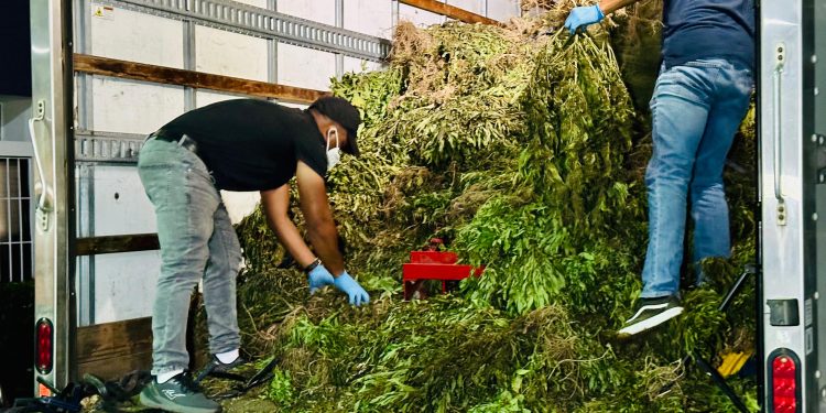 Marihuana Ocoa