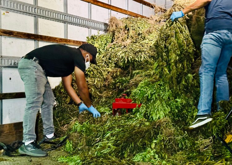 Marihuana Ocoa
