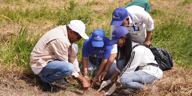 Reforestacion Cotui 1