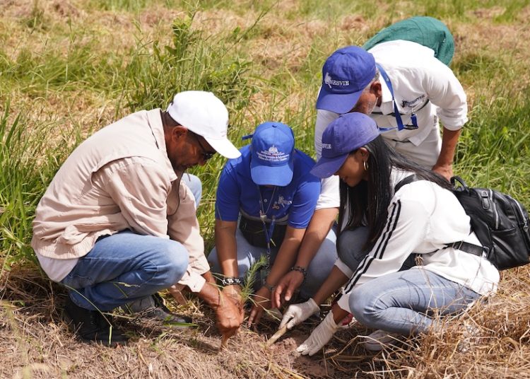 Reforestacion Cotui 1
