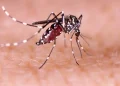dengue