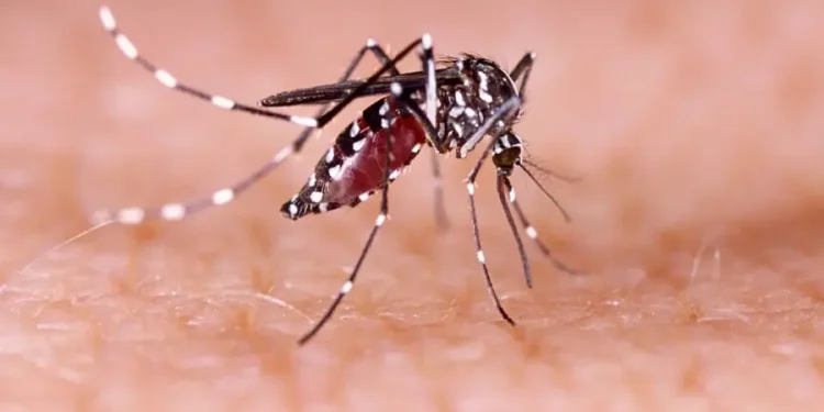 dengue