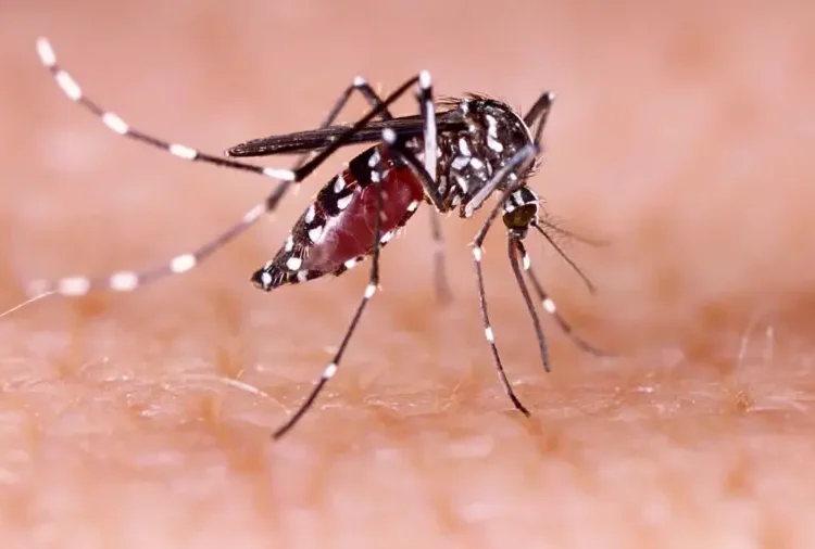 dengue